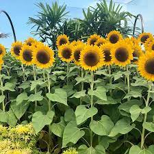 Download Sunflower Garden Picture Of Sunflower Garden Singapore Tripadvisor