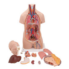 With good faith everyone may participate since all images in the source collection are in the public domain. Human Torso Model Life Size Torso Model Anatomical Teaching Torso Unisex Torso 12 Part Torso