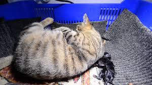 Tekir Kedi Dogum Yaparken Youtube