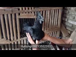 Pak Yasin Bengkulu Beli Ayam Cemani Di Barokah Farm Temanggung Ayam Jenis