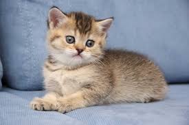 Kucing Tabby Warna 25 Gambar Senarai Baka Kucing Perak Brindle Ungu Dan Warna Lain Warna Kucing Linkx Point
