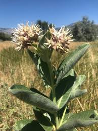 Image result for Asclepias schumanniana