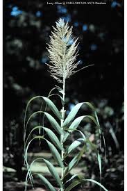 Image result for Arundo