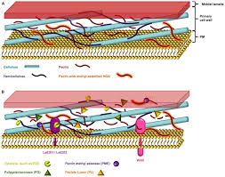 Cellulaire component (nl) cellulose and. The Role Of The Cell Wall In Plant Immunity Abstract Europe Pmc