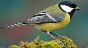 21 most common feeder birds in europe id guide bird watching hq common birds wildlife facts backyard birds