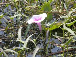 Image result for Ipomoea aquatica