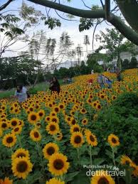 Kami disini sebagai admin hanya menyampaikan informasi yang di rekomendasikan. Bukan Changi Ini Taman Bunga Matahari Bandung