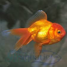 Bandung Ikan Hias Koki Oranda Goldfish Air Tawar Shopee Indonesia
