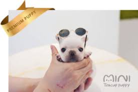 The cutest, the tinniest, the finest. French Bulldog Mini Teacup Puppy