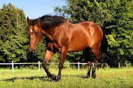 Horses The Best Horse Breeds For Beginner Riders