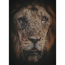 The Lion King Of Gir Bado Asiatic Lion Tapan Sheth Photography Asiatic Lion Animals Wild Lions
