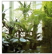 Growing Plants At A North Facing Window House Plants Indoor Window Plants Indoor Plants Low Light