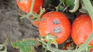 Human efforts to control pests have a long history. Nigeria Other African Countries Lose 200b To Plant Pests Diseases Yearly The Guardian Nigeria News Nigeria And World Newsfeatures The Guardian Nigeria News Nigeria And World News