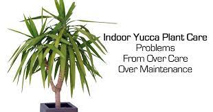Yucca Plant Care Growing The Yucca Tree How To Yucca Plant Yucca Plant Care Plant Care