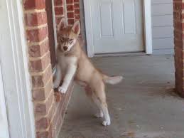 The siberian husky originated in northeastern siberia as an endurance sled dog. Akc Red Brown Siberian Husky Puppy For Sale In Forney Texas Classified Americanlisted Com