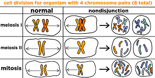 Nondisjunction Definition Overview Expii