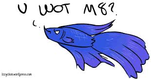 Goldfish make the water dirty quickly and their bright colors and fins are exactly what makes a betta fish stress, be angry and aggressive! Angry Betta Izzyblog