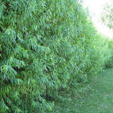 However, there's always a question of sh. How Much Do Willow Trees Cost
