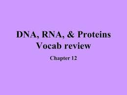 Understand the process of dna replication. Chapter 12 Dna And Rna Ppt Download