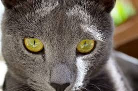 Jager The Cat Russian Blue Cat Kitten Wallpaper Russian Blue