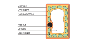 In this video you will learn the difference and similarities in animal and plant cells Palisade Cell Definition Ks3