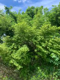 Image result for Flueggea virosa