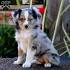New Mexico Mini Australian Shepherd Breeder | Mini Aussies ...
