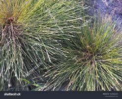 Image result for Isolepis