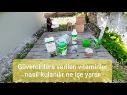 Taklaci Guvercin Neden Dama Atar Atmasin Diye Neler Yapilir Youtube