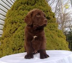 At huntthenorth.com we have endorsed a select group of premier chesapeake bay retriever breeders that can offer a high quality akc registered chesapeake puppy for sale. Archie Chesapeake Bay Retriever Puppy For Sale In Millersburg Oh Happy Valentines Day Happyvalentinesday2016i