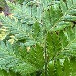 Image result for Arachniodes webbiana