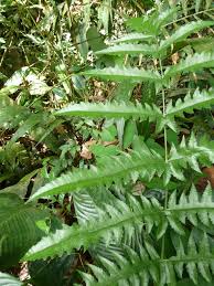 Image result for Blotiella