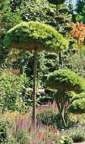 Koniferen Schneiden Garten Garten Ideen Und Im Freien