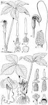 Image result for Araceae