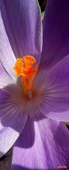 Pin By Ina Tolusic On Flower Essence Flower Essences Flowers Plants