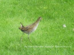 Birds Of Northern Illinois Unusual Spotting Or A Rail Bird In Northern Illinois Rail Bird Birds Unusual