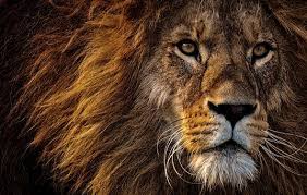 5 000 Free Lion Pictures Images In Hd