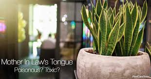It requires fertilization rarely and the best fertilizer for snake plants that i have used and recommend are cow urine, tea. Snake Plant Poisonous Mother In Laws Tongue Toxic