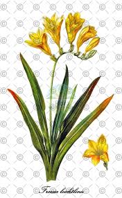 Image result for Freesia grandiflora