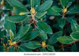 Image result for Blumea adamsii