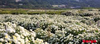 Bunga anyelir dibagi menjadi dua, yaitu berjenis satu bunga unutk setiap tangkai dan jenis spray banyak bunga bunga seruni ini bisa disebut dengan bunga krisan (chrysanthemum sp) adalah jenis. Update Daftar Harga Berbagai Jenis Bunga Krisan Di Pasaran Daftar Harga Tarif