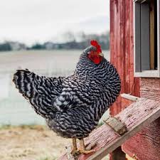 Recognized as the 'broiler of the century.' first bred in the 1940s Top 9 Best Laying Chickens That You Ll Get More Eggs Chart