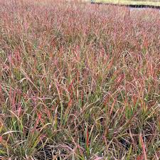 Image result for Schizachyrium claudopus