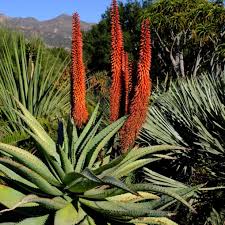 Image result for Aloe aculeata × excelsa