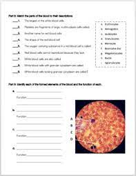 Cardiovascular System Review Worksheet By Biology With Brynn And Jack