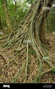 Image result for Ficus burkei