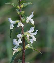 Image result for Stachys