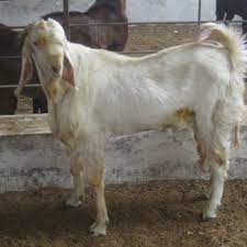 Are highly milk sojat breed is cross of jamunapari and say this is a kind of jamunapari goats. Sojat Goats By Qureshi Farm India