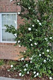 Fabulous Fall Blooming Camellias Sand And Sisal Privacy Plants Bloom Perfect Garden