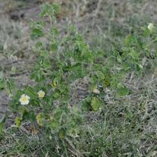 Image result for Abutilon englerianum